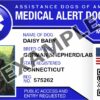Medical Alert Dog