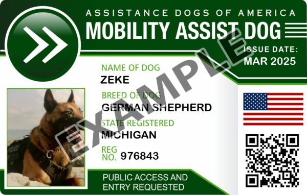 Mobility Assist Dog