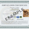 Autism Support Dog - Image 3