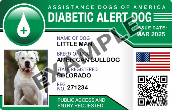 Diabetic Alert Dog