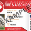 Fire & Arson Dog
