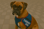 Boxer as a Therapy Dog