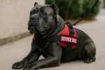 Can A Cane Corso Be A Service Dog?