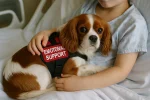 Cavalier King Charles Spaniel as an Emotional Support Dog