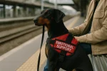Doberman Pinscher as an Emotional Support Dog
