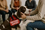 English Springer Spaniel as an Emotional Support Dog