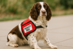 English Springer Spaniel as a Therapy Dog