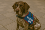 German Shorthaired Pointer as a Therapy Dog
