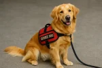 Golden Retriever Service Dog?