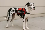 Can A Great Dane Be A Service Dog?