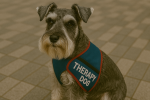 Miniature Schnauzer as a Therapy Dog